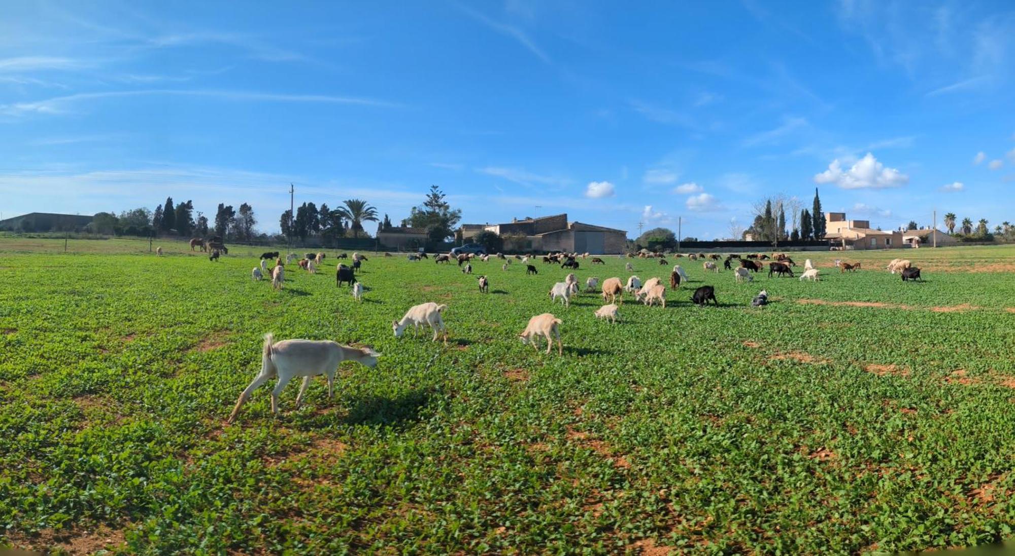 Agroturismo Finca Sant Blai Campos  Exterior photo